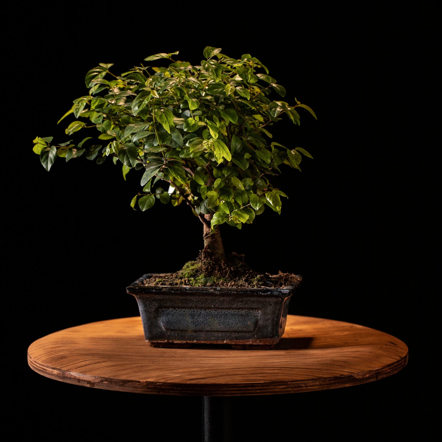 Artificial bonsai trees for sale in Dubai, UAE, and worldwide – lifelike faux bonsais for elegant home, office, and garden decor, with delivery available across the Middle East.