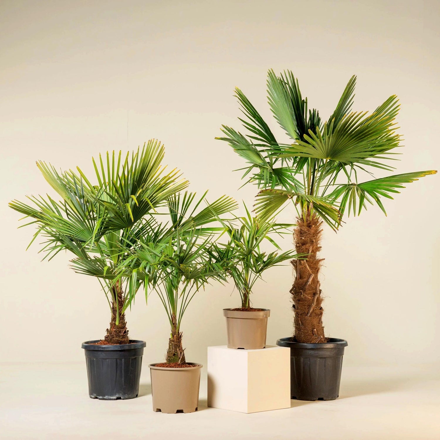 Artificial palm tree with lush green fronds and a realistic tropical design for home or office décor