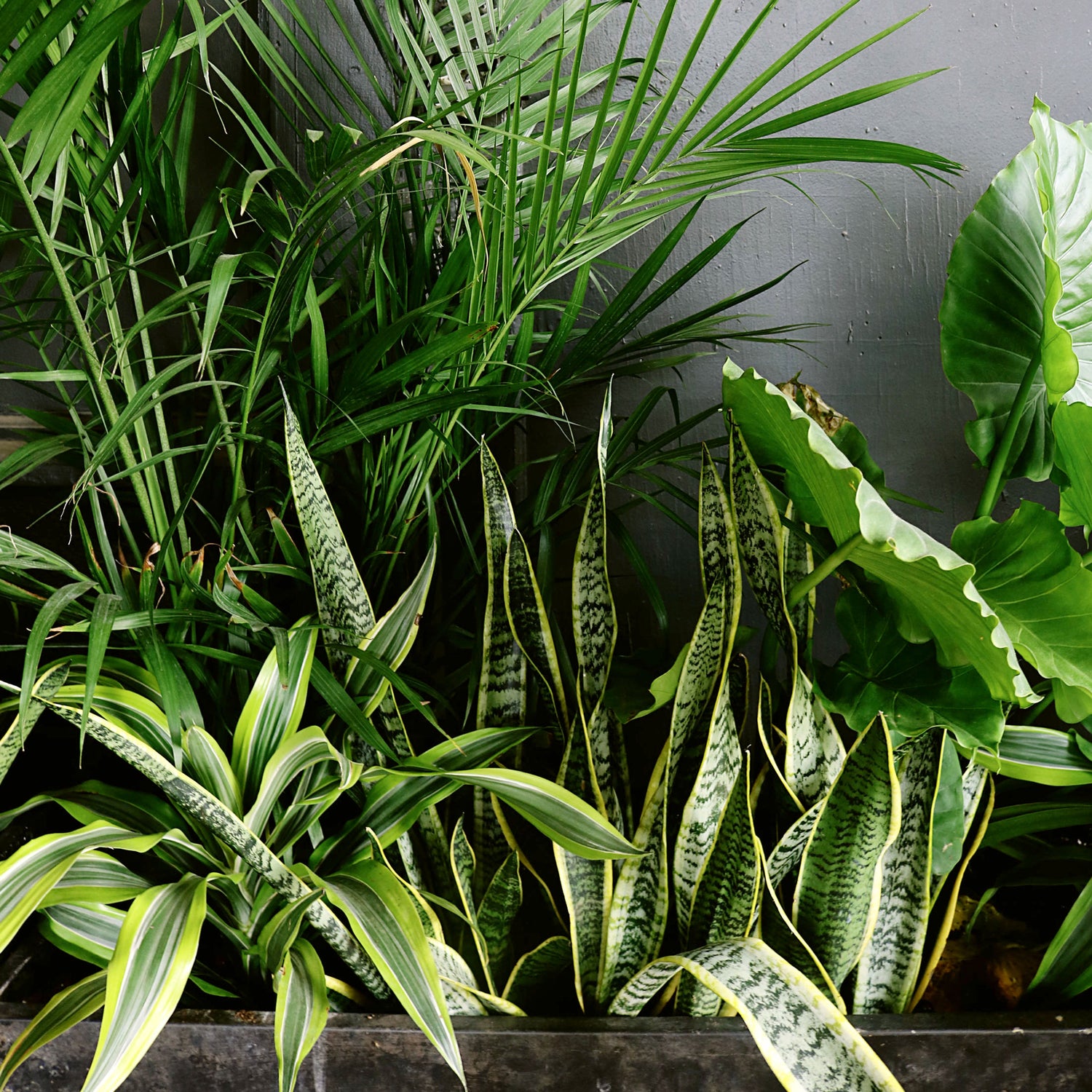 Live greenery for sale in Dubai, UAE, and worldwide – fresh plants, trees, and arrangements for vibrant home and office decor across the Middle East and beyond.