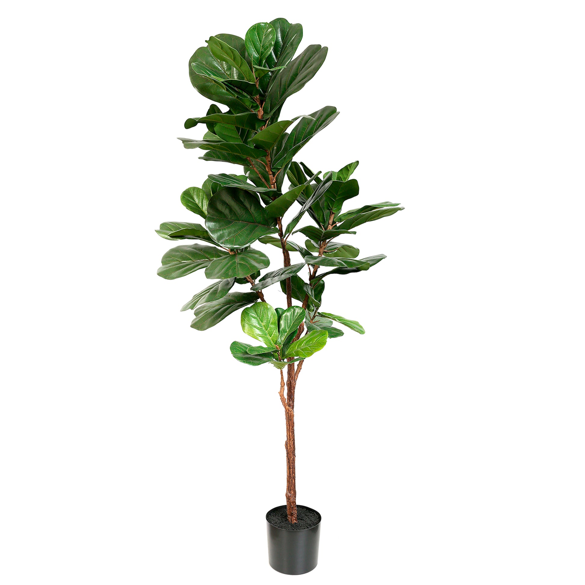 Stylish Artificial Ficus Lyrata 180cm - Green, a lifelike faux fiddle leaf fig tree for home and office decor, available in Dubai, UAE, and worldwide.