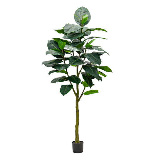 Tall and lifelike Artificial Ficus Elastica Abidjan 210cm - Green, a luxury faux rubber tree for home, office, and commercial decor in Dubai, UAE, and worldwide.