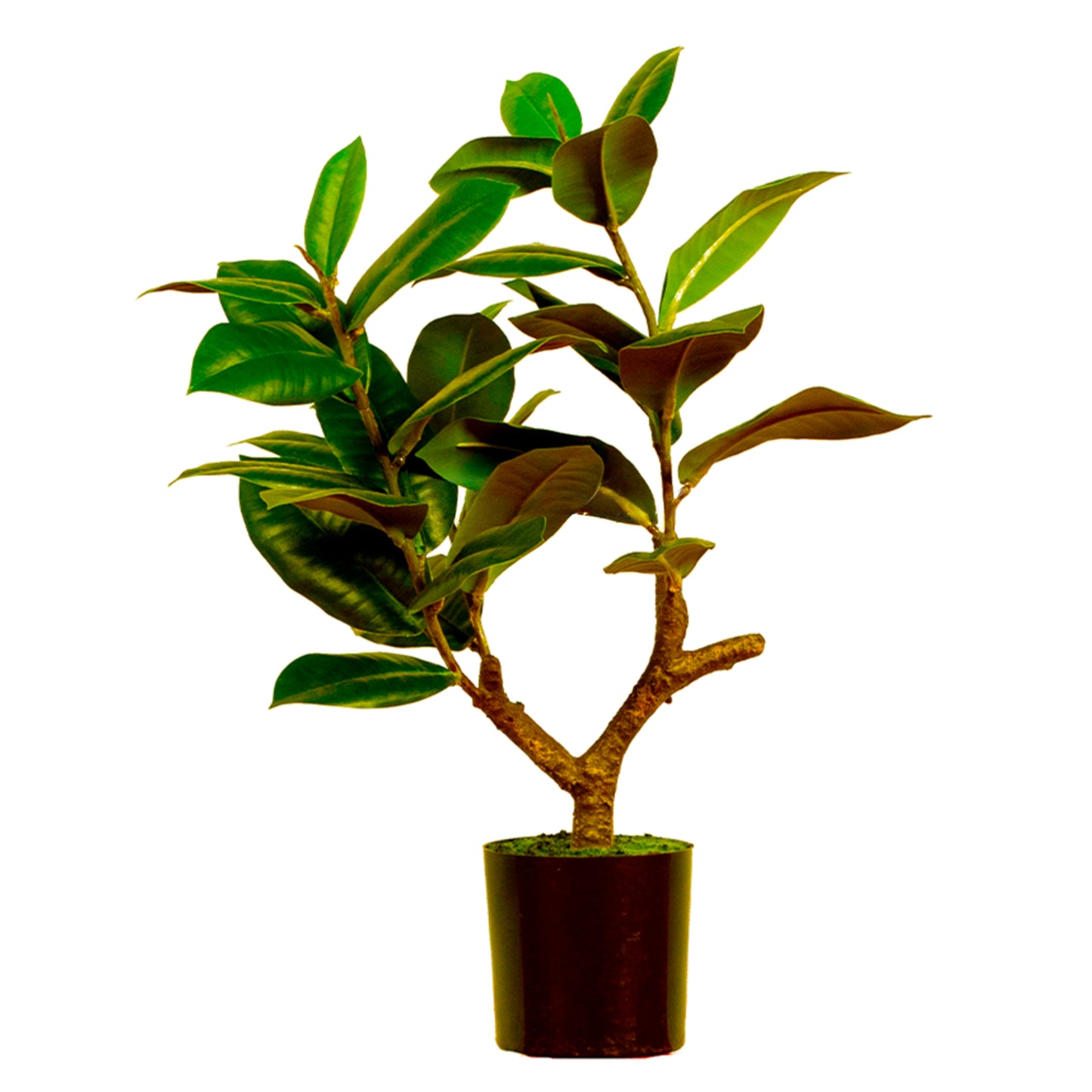 Elegant Artificial Ficus Elastica Melanie 51cm - Green, a lifelike faux rubber plant for home, office, and interior decor in Dubai, UAE, and worldwide.