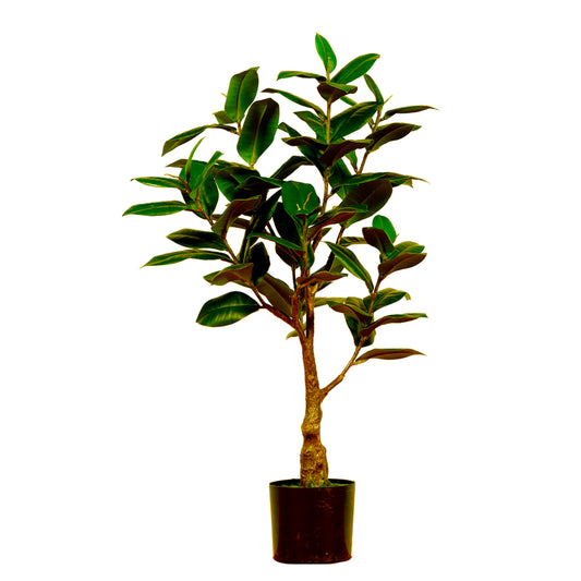 Stylish Artificial Ficus Elastica Melanie 75cm - Green, a realistic faux rubber plant for home, office, and commercial decor in Dubai, UAE, and worldwide.