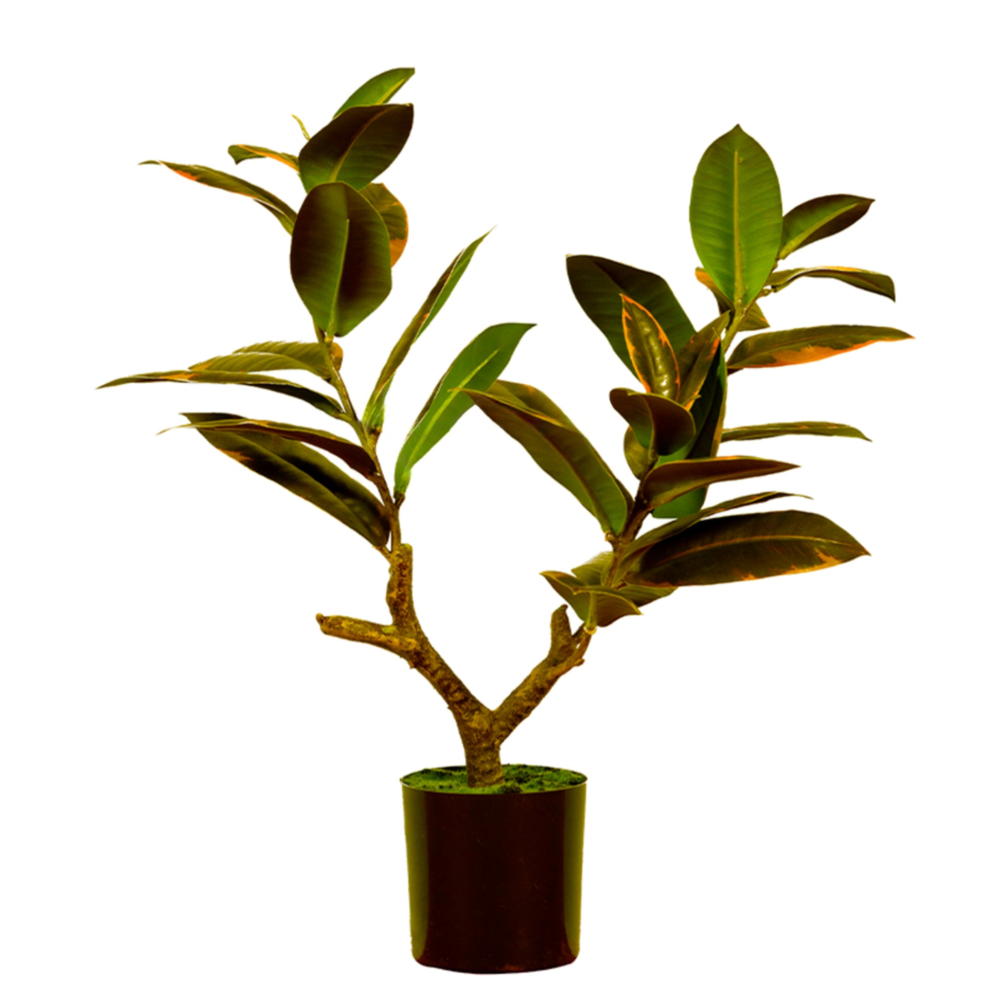 Realistic Artificial Ficus Elastica Melanie 51cm - Pink Green, a variegated faux rubber plant for elegant home and office decor in Dubai, UAE, and worldwide.