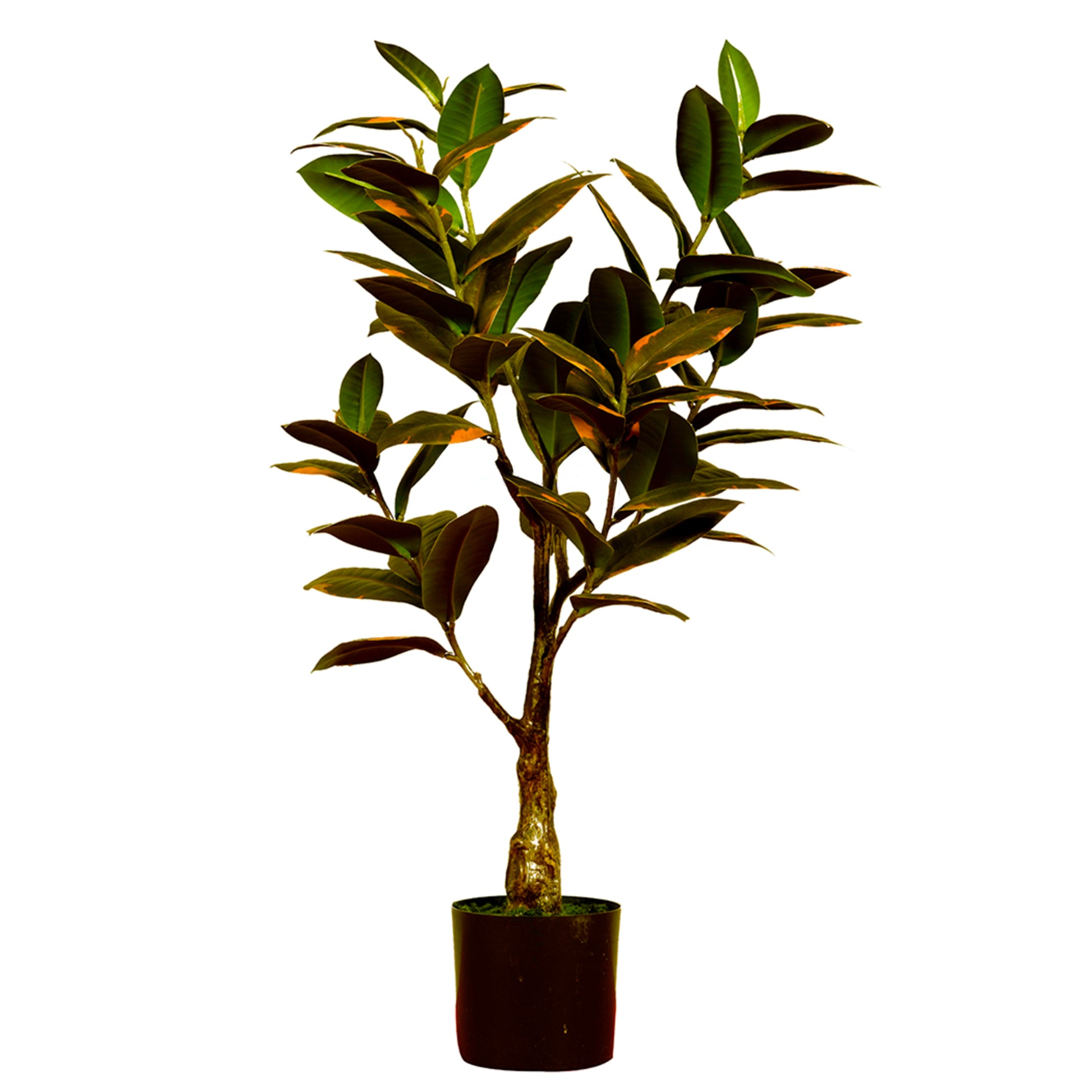 Elegant Artificial Ficus Elastica Melanie 75cm - Pink Green, a realistic variegated faux rubber plant for stylish home and office decor in Dubai, UAE, and worldwide.