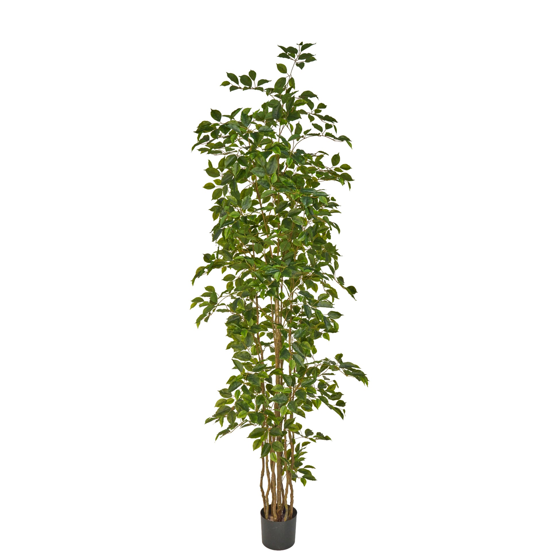 Artificial Ficus Benjamina Naomi 240cm – Premium Indoor & Outdoor Decorative Tree in Dubai, UAE