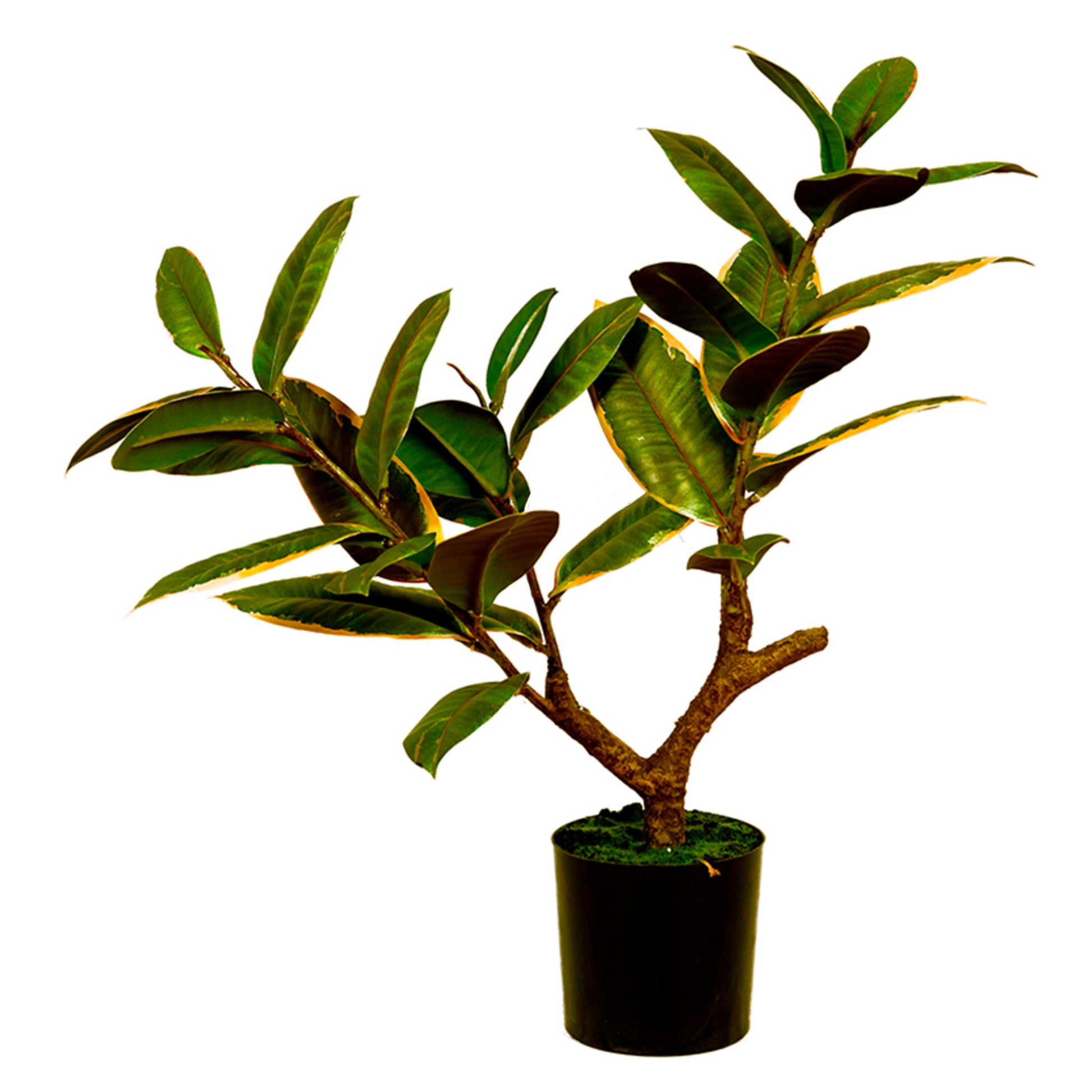 Artificial Ficus Elastica Melanie 51cm – White Green Faux Rubber Plant for Elegant Décor