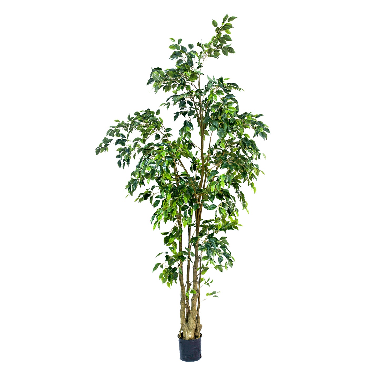 Artificial Ficus Benjamina 240cm – Lifelike Faux Tree with Realistic Trunk and Flexible Branches