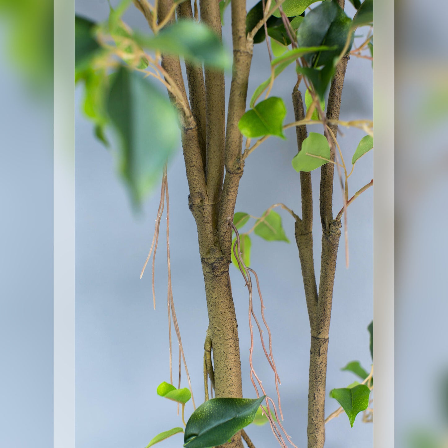 Tall Artificial Ficus Benjamina 150cm – Maintenance-Free Greenery