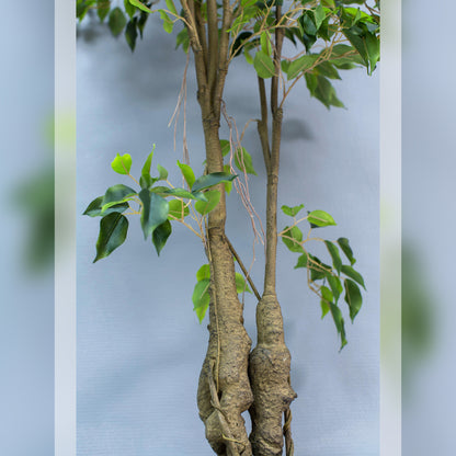 Lifelike Faux Weeping Fig Tree 150cm for Indoor and Outdoor Decor