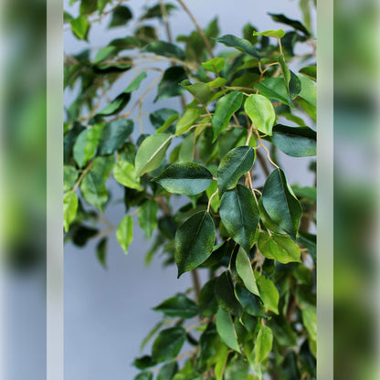 High-Quality Artificial Ficus Benjamina 300cm with Realistic Trunk and Leaves