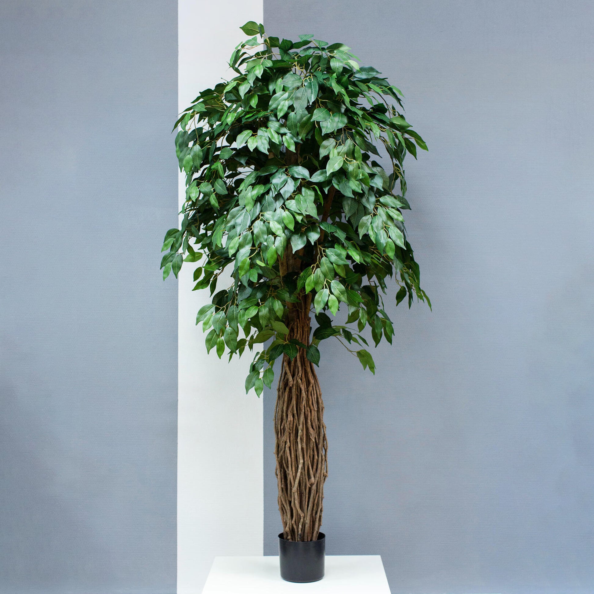 Realistic Artificial Ficus Benjamina 180cm with Flexible Branches and Veined Leaves