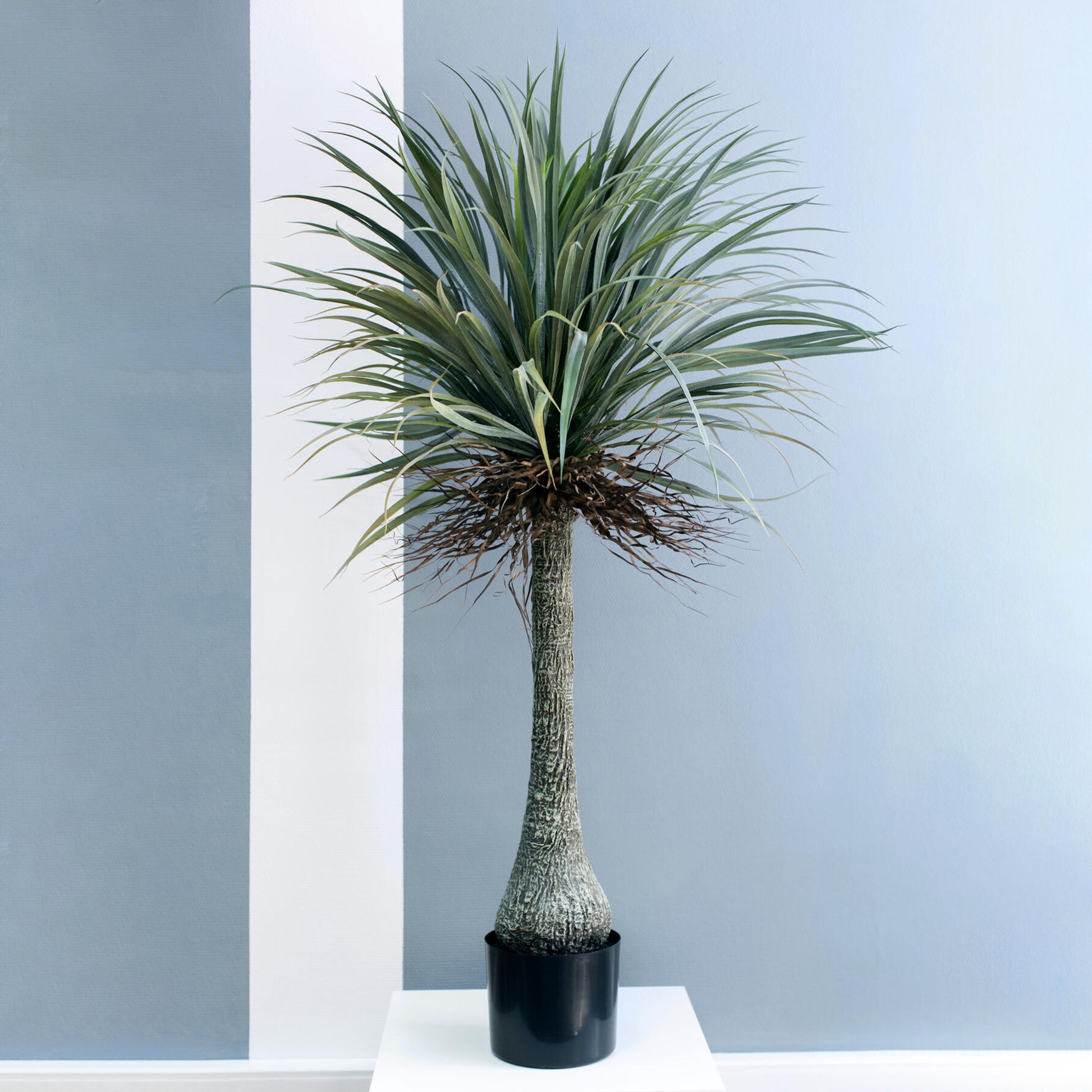 Artificial Nolina palm tree 165cm featuring a lifelike textured trunk and vibrant green leaves for indoor decoration