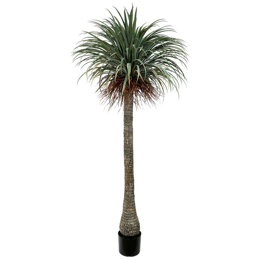 Artificial Nolina palm tree 230cm with a realistic textured trunk and lush ponytail-style green leaves, perfect for tropical décor