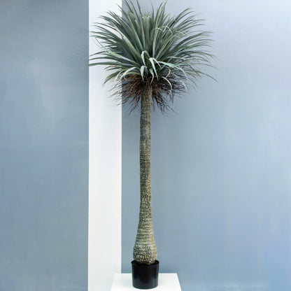 Artificial Nolina Palm Tree 230cm - Lifelike Ponytail Palm for Home & Office Decor