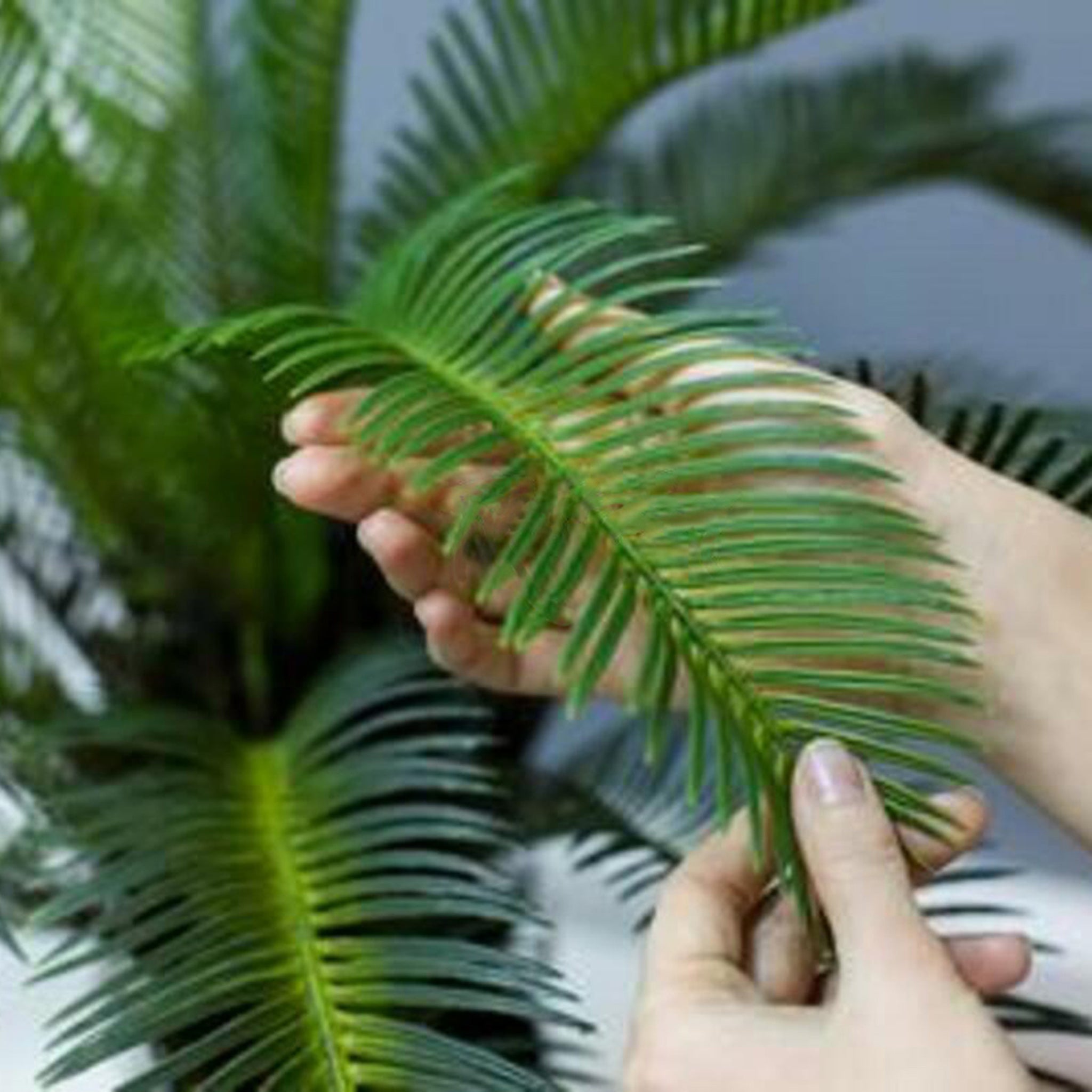 Artificial Cycas Palm 165cm, designed to replicate the natural beauty of real palm trees.