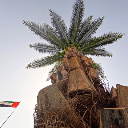 Lifelike Artificial Date Palm 400cm with metal PP pipe trunk and real bark texture